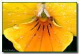 A Viola Close Up