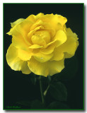 A Yellow Rose