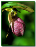 A Lady Slipper Portrait