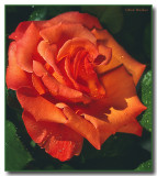 Terrys Rose