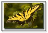 Tiger Swallowtail Butterfly