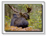 Very Large Bull Moose In The Bush Courting A Cow Moose
