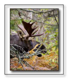 Bull Moose In The Bush Near A  Spruce Bog Area