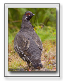 Canadian Male Spruce Grouse