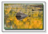 Fall Reflections On Costello Creek