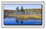 Wetlands And Bogs