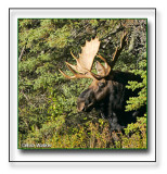 Bull Moose Posing
