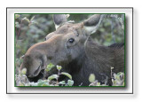 Opeongo Road Cow Moose Keeping An Eye On Me
