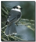 Grey Jay (Perisoreus canadensis) a.k.a. Whiskey Jack
