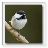 Black-capped Chickadee (Poecile atricapilla)