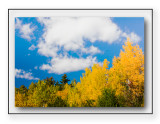 Fall Colors In Brilliant Yellow