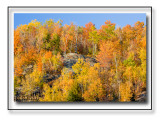 Adirondack Fall Foliage As Seen Along Rt.173 In The High Peaks
