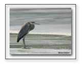 A Real Cool Great Blue Heron