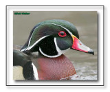 Wood Ducks Portrait