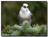 The Gray Jay Asked, Who Might You Be?
