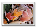 The Leaves Tumble To The Ground And Nature Continues Onto Its Next Phase