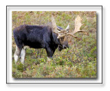 Bull Moose Grabbing A Bite To Eat