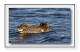 Green-winged Teal