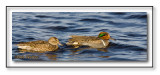 Green-winged Teals, Female & Male