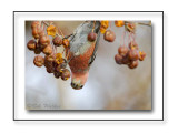 Male Pine Grosbeak Just Hanging In There