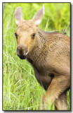 Moose Calf Watching Me