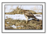 Red-tailed Hawk With its Prey On Ground