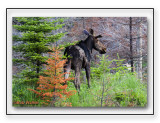 The Spring Bull Moose Stays Alert In Its Surroundings