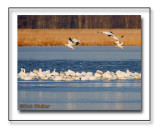 Snow Geese Landing