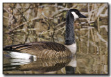 Canada Goose