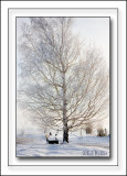 Cloaked In A Morning Frost