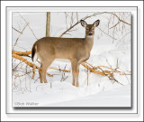 White-tail Deer Just Watching Its Unexpected Visitor