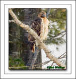 Red-tailed Hawk Survying Its Territory