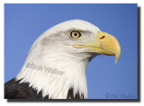  An American Bald Eagle (Haliaeetus leucocephalus)