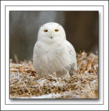 The Male Snowy Owl Finally Approached Us And Posed For This Image