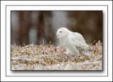 Snowy Owl Sneaking Up On A Potential Meal