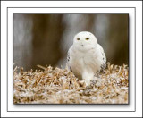 Snowy Owl Displaying Its Antics Of Following What We Thought Would Be Potential Prey And Its Meal