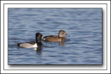 Ring-neck  Ducks, Drake And Hen