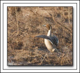 Pintail Duck Standing By For Flight