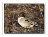 A Pintails Portrait