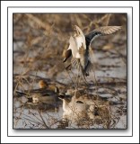 Pintail Looking For A Place To Land