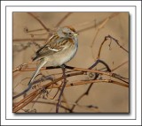 American Tree Sparrow (Spizella arborea)