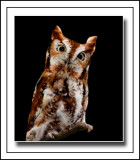 Eastern Screech Owl (Otus asio)