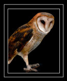 Barn Owl (Tyto alba)