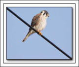 The Female American Kestrel