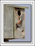 The Male American Kestrel Briefly Lands At Its Birdhouse