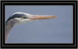 Portrait Of A Great Blue Heron (Ardea herodias)