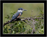 Belted Kingfisher (Ceryle alcyon)