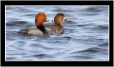 Drake And Hen Redhead Ducks (Aythya-americana)