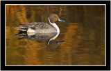 A Fall Reflection Of A Pintail Duck
