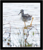 Greater Yellowlegs In Search Of Its Meal